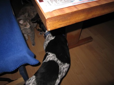 Posledný pokus o spriatelenie sa, nevyšlo, Basinka má stále rešpekt.