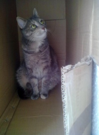 Krabicová 2